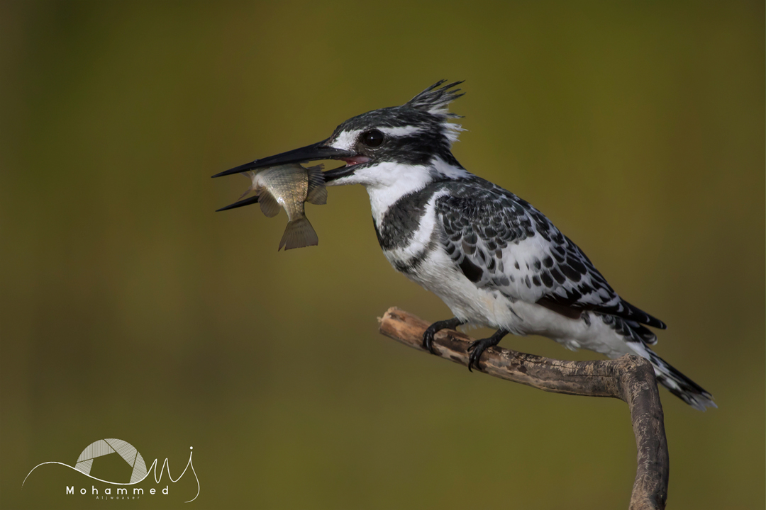 20180413_202804_IMG_0142